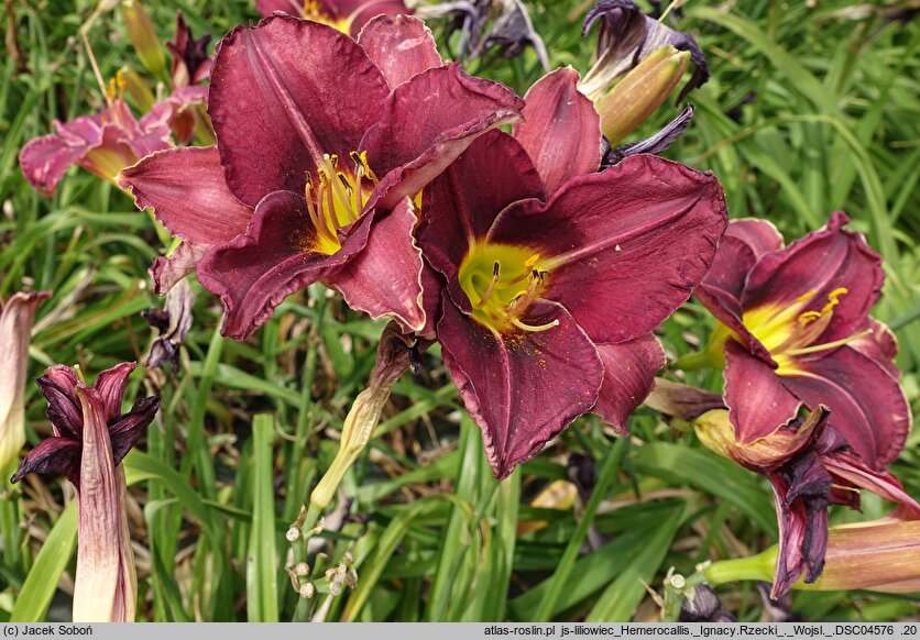 Hemerocallis ×hybrida Ignacy Rzecki