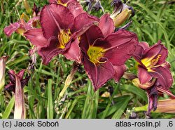 Hemerocallis ×hybrida Ignacy Rzecki