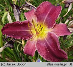 Hemerocallis ×hybrida Ignacy Rzecki
