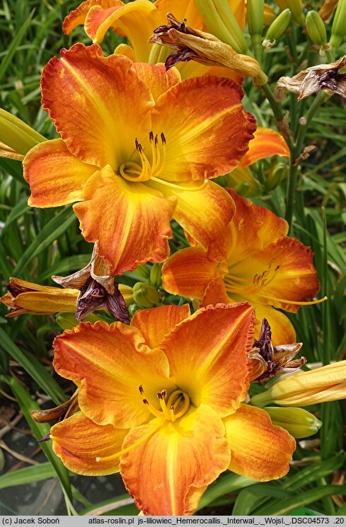 Hemerocallis ×hybrida Interwał