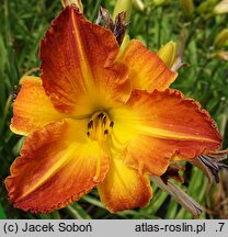 Hemerocallis ×hybrida Interwał