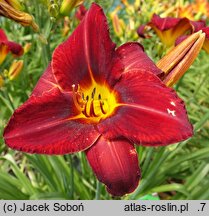 Hemerocallis ×hybrida Irena Kwiatkowska