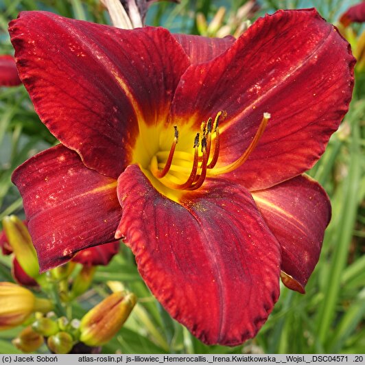 Hemerocallis ×hybrida Irena Kwiatkowska
