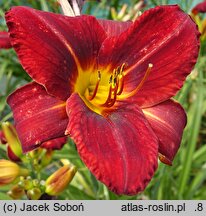 Hemerocallis ×hybrida Irena Kwiatkowska