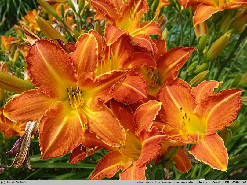 Hemerocallis ×hybrida Istebna