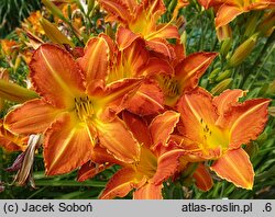 Hemerocallis ×hybrida Istebna
