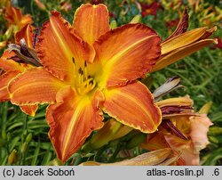 Hemerocallis ×hybrida Istebna