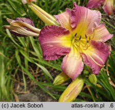 Hemerocallis ×hybrida Kanclerz