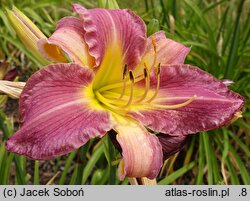 Hemerocallis ×hybrida Kanclerz