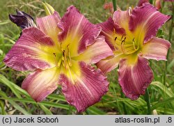 Hemerocallis ×hybrida Kanclerz