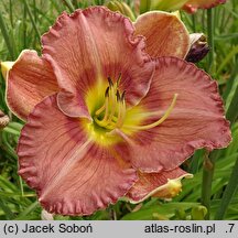 Hemerocallis ×hybrida Kozietulski