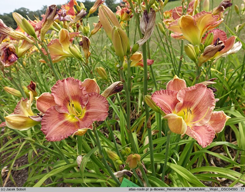 Hemerocallis ×hybrida Kozietulski