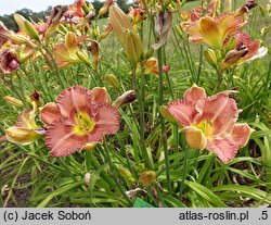Hemerocallis ×hybrida Kozietulski