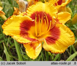 Hemerocallis ×hybrida Larum