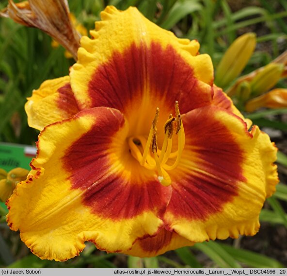 Hemerocallis ×hybrida Larum