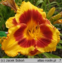 Hemerocallis ×hybrida Larum