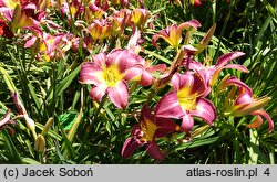 Hemerocallis ×hybrida (liliowiec ogrodowy)