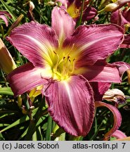 Hemerocallis ×hybrida (liliowiec ogrodowy)