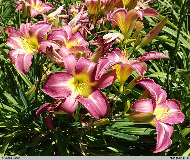 Hemerocallis ×hybrida (liliowiec ogrodowy)