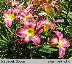 Hemerocallis ×hybrida (liliowiec ogrodowy)