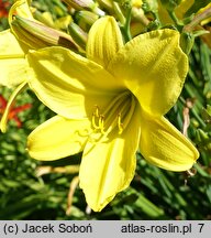 Hemerocallis ×hybrida Lemon Bells