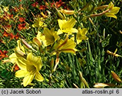 Hemerocallis ×hybrida Lemon Bells