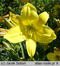 Hemerocallis ×hybrida Lemon Bells