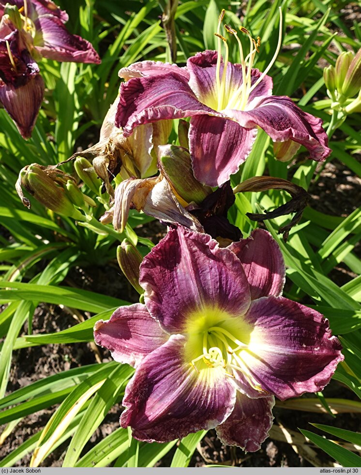 Hemerocallis ×hybrida Mapping South Dakota