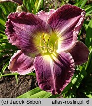 Hemerocallis ×hybrida Mapping South Dakota