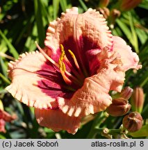 Hemerocallis ×hybrida Mary Ethel Anderson