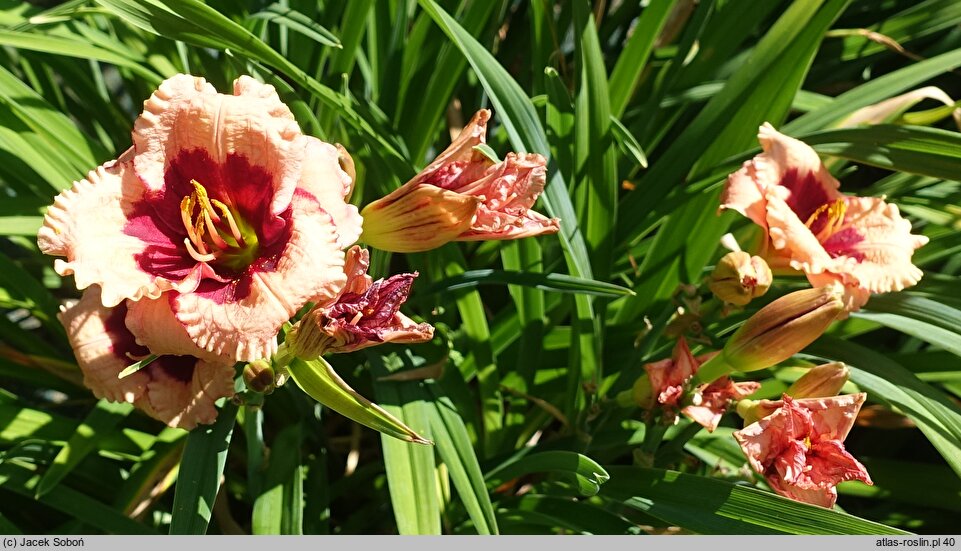Hemerocallis ×hybrida Mary Ethel Anderson