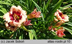 Hemerocallis ×hybrida Mary Ethel Anderson