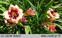 Hemerocallis Mary Ethel Anderson