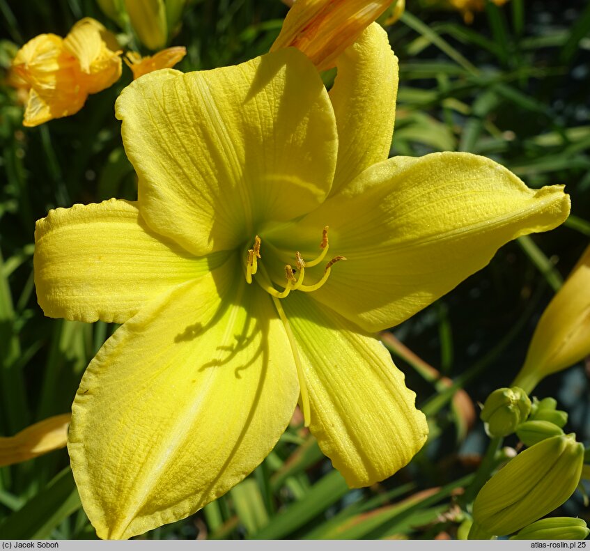 Hemerocallis ×hybrida Melodia Chopina