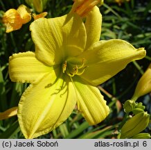 Hemerocallis ×hybrida Melodia Chopina