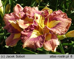 Hemerocallis ×hybrida Mikusia i Przyjaciele