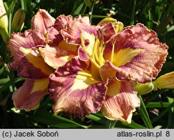 Hemerocallis Mikusia i Przyjaciele