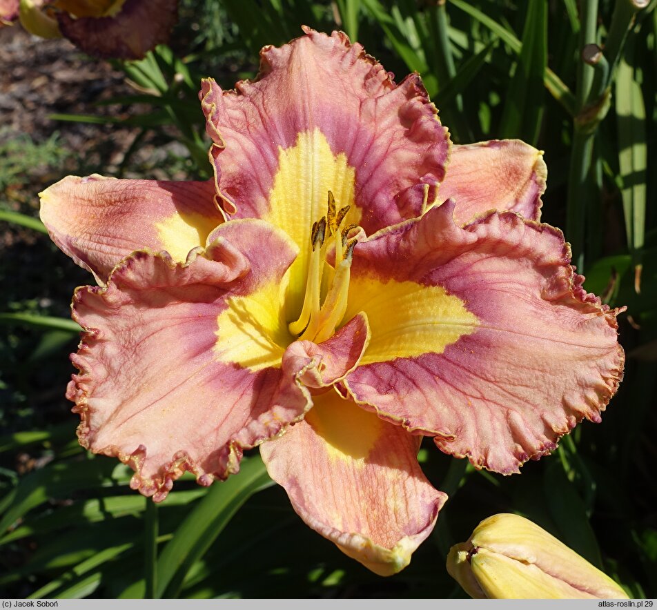 Hemerocallis ×hybrida Mikusia i Przyjaciele