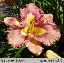 Hemerocallis ×hybrida Mikusia i Przyjaciele