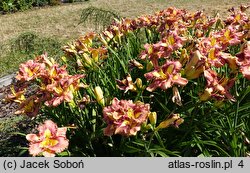 Hemerocallis ×hybrida Mikusia i Przyjaciele