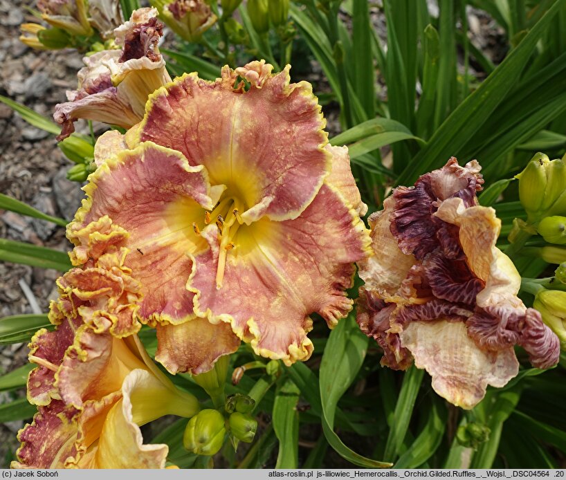Hemerocallis ×hybrida Orchid Gilded Ruffles