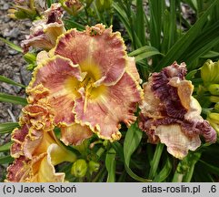 Hemerocallis ×hybrida Orchid Gilded Ruffles