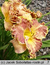 Hemerocallis ×hybrida Orchid Gilded Ruffles