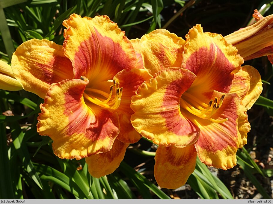 Hemerocallis ×hybrida Ostpreussen