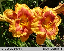 Hemerocallis ×hybrida Ostpreussen
