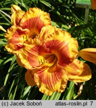 Hemerocallis ×hybrida Ostpreussen