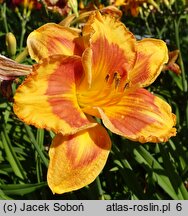 Hemerocallis ×hybrida Ostpreussen