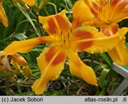 Hemerocallis ×hybrida Pan Tadeusz
