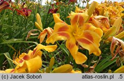 Hemerocallis ×hybrida Pan Tadeusz