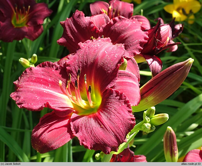 Hemerocallis ×hybrida (liliowiec ogrodowy)